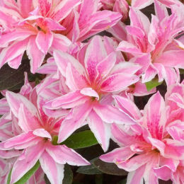 azalea japonica -pink spider